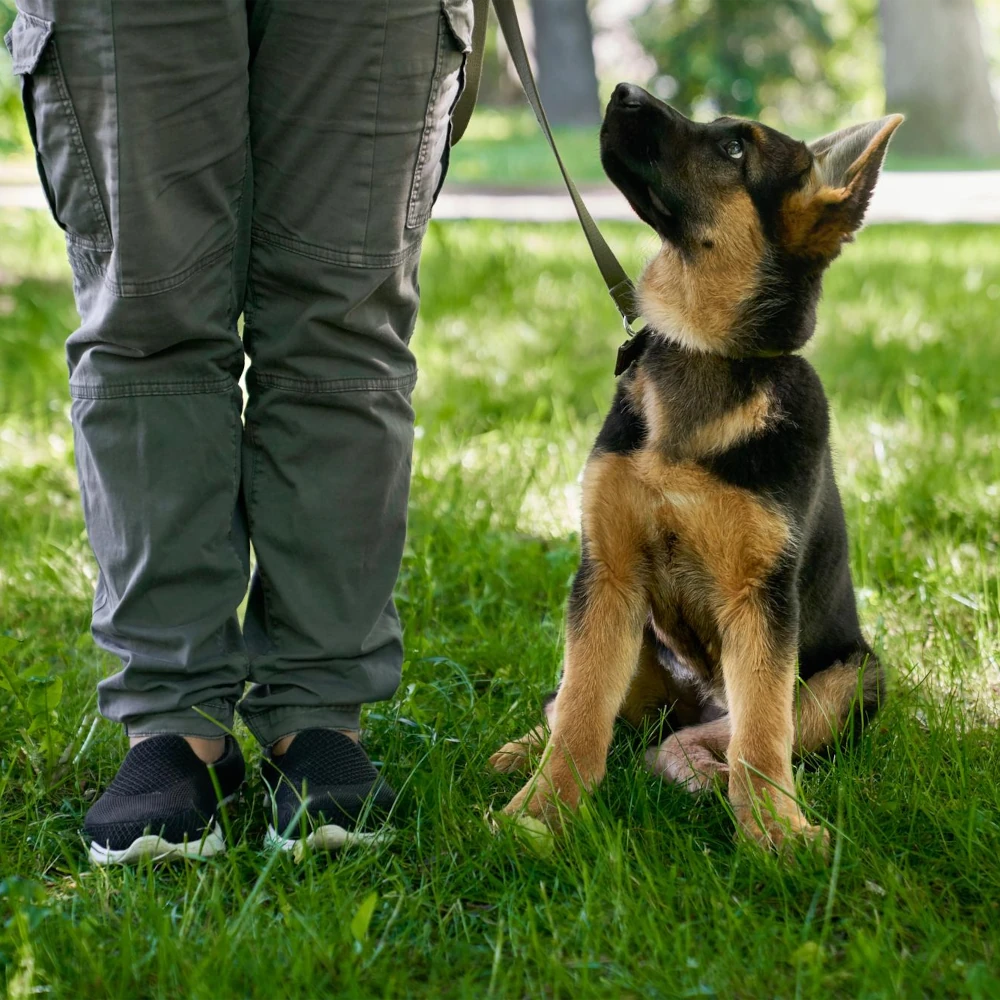 Dog Unit Development