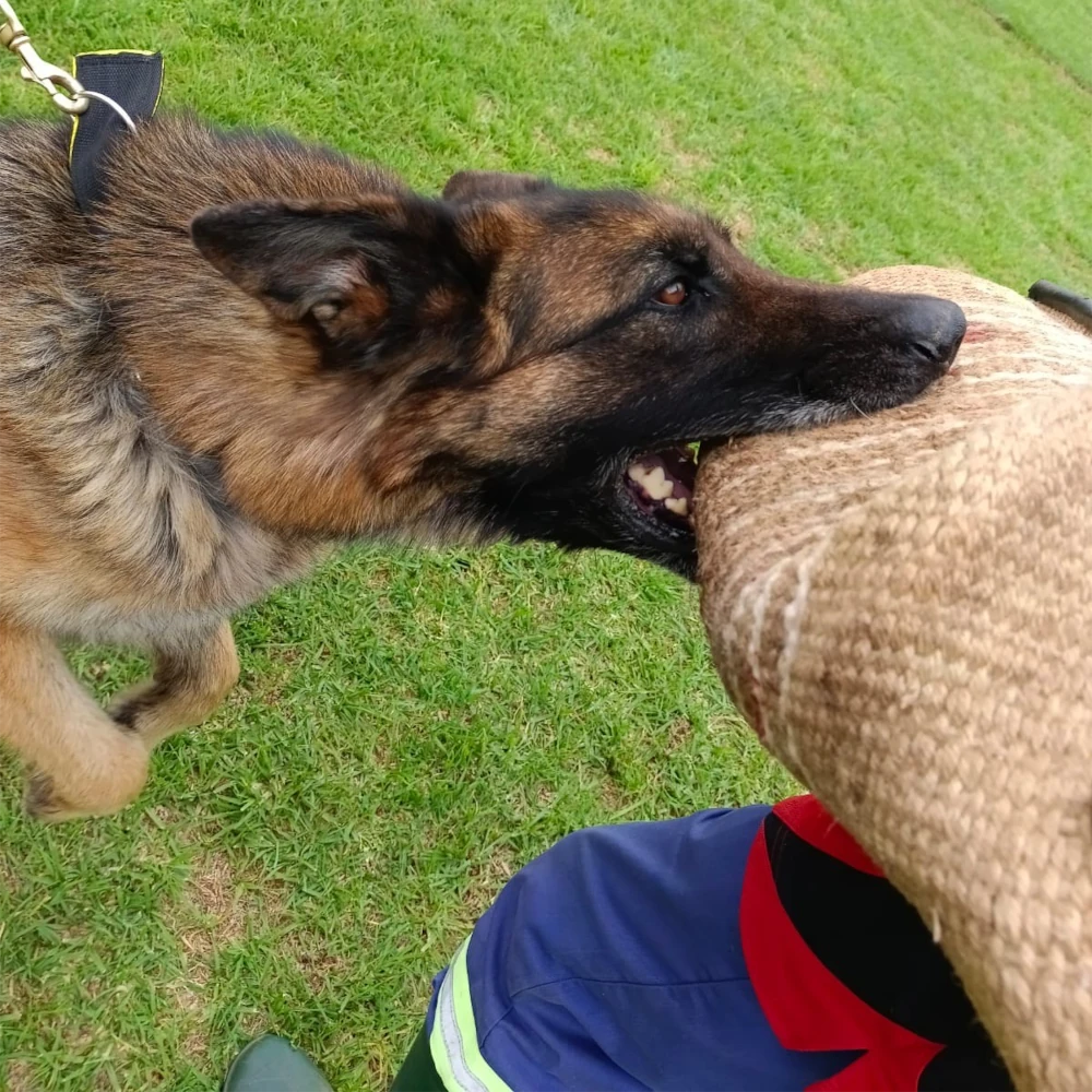 Handler Training